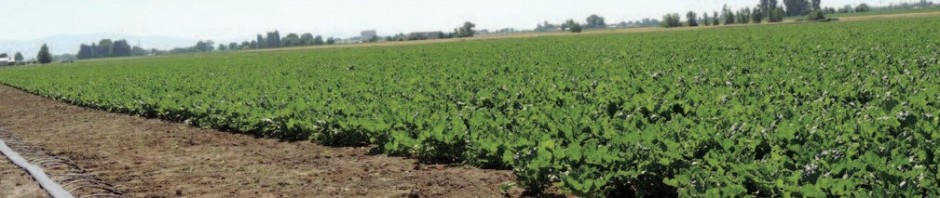 Drip Irrigation System on Beets