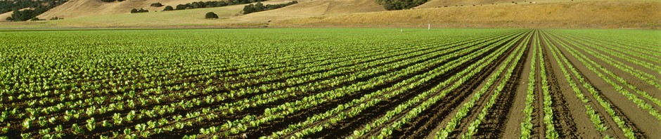 Drip Irrigation Best Practices for agriculture and farming