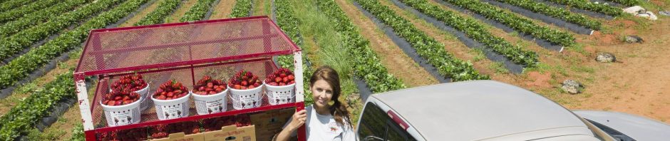 Strawberry Farmer Grows Business, Improves Uniformity with Toro FlowControl