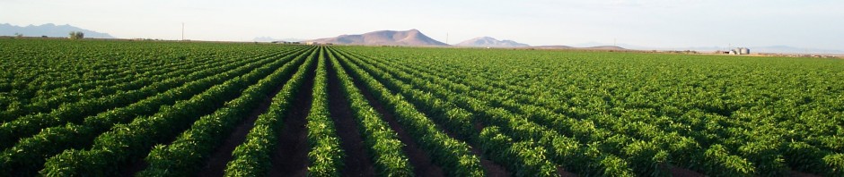 Drip irrigation saves water, delivers inputs